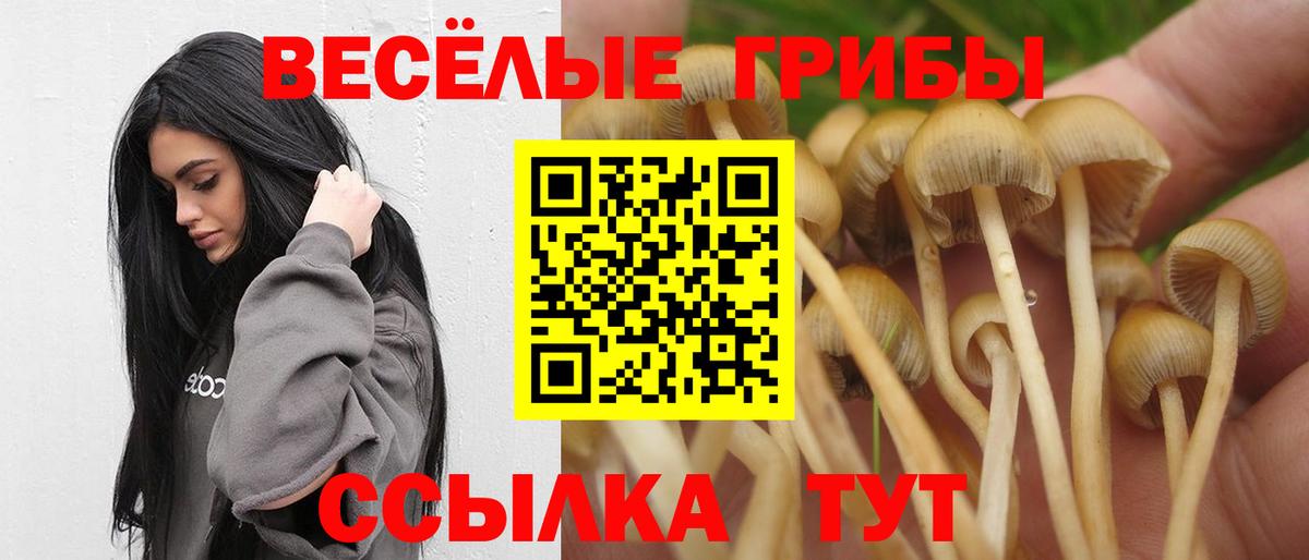 Псилоцибиновые грибы Cubensis Петрозаводск